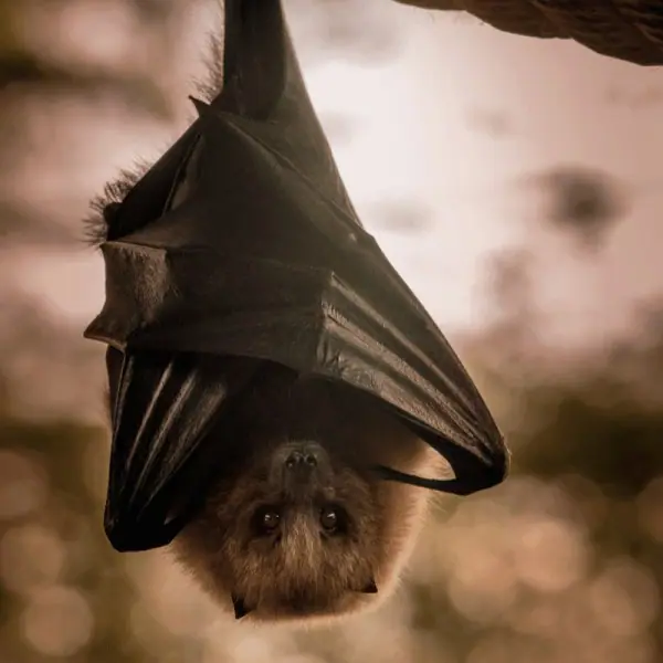 Bat hanging upside down