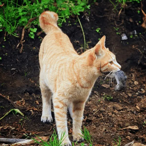 Cat with a rat in its mouth
