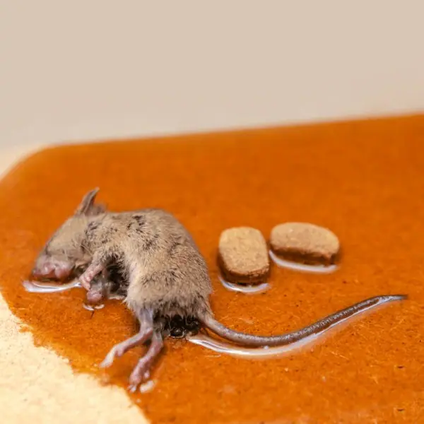Rodent caught on a glue trap