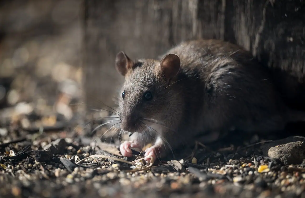 Brown rat in a dark corner