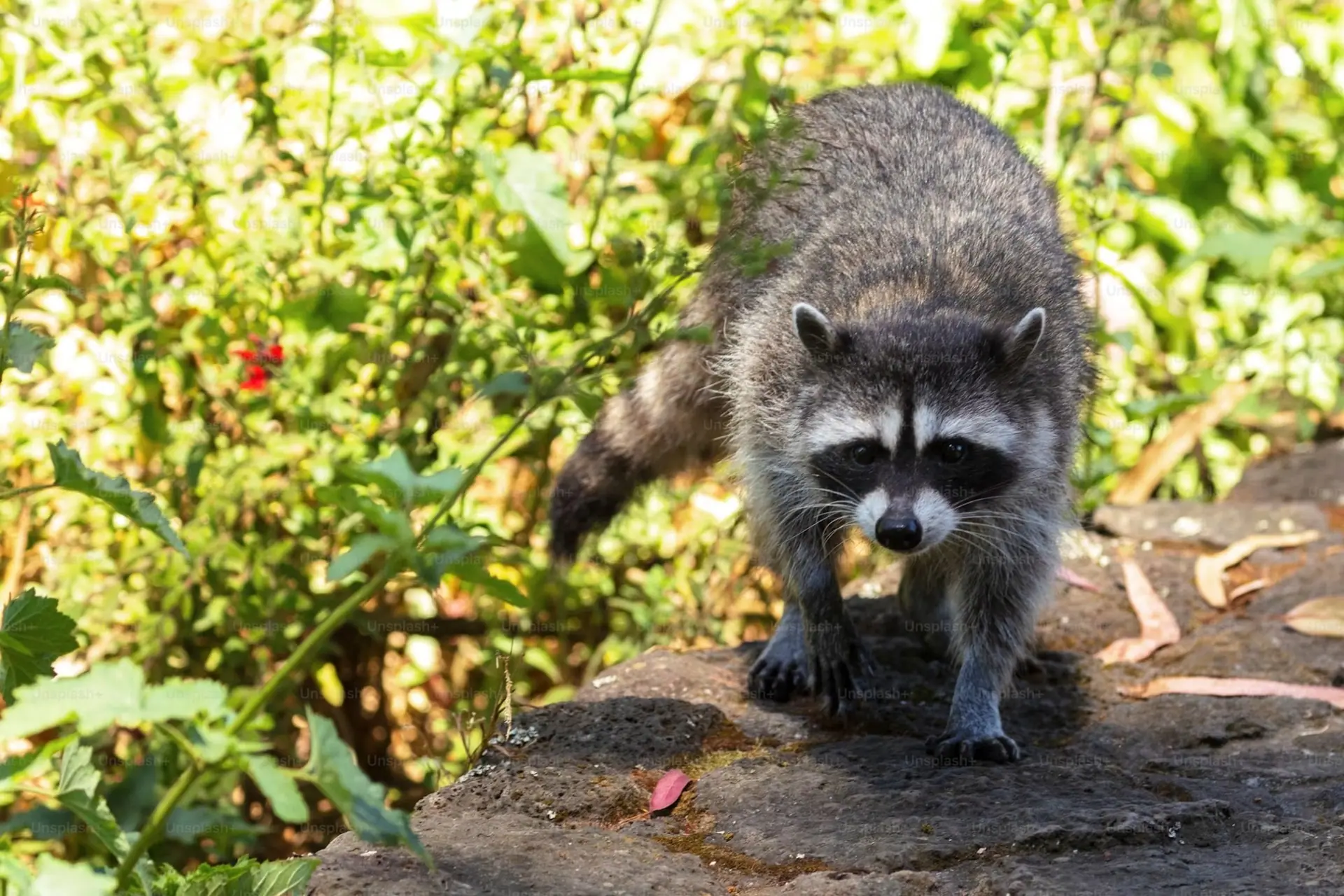 Raccoon walking through a garden