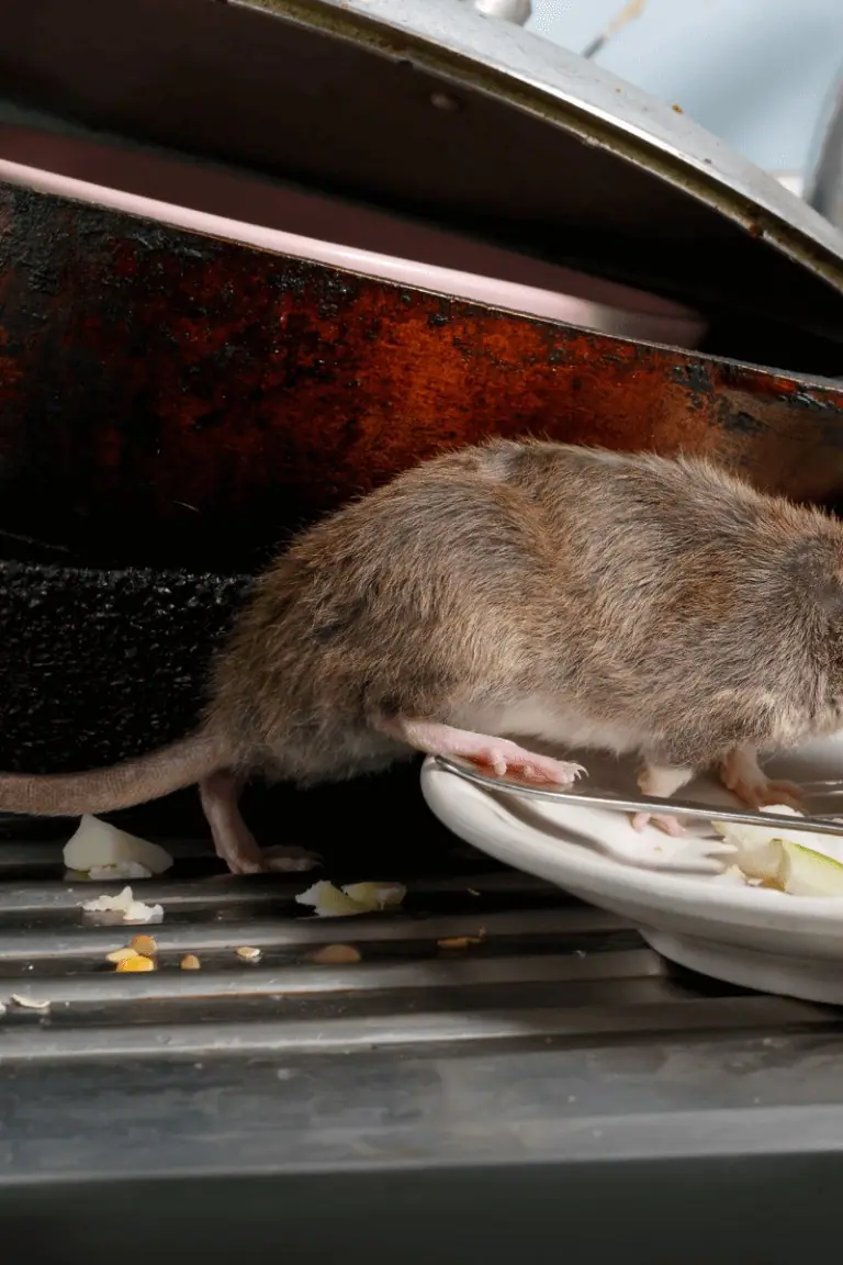 Picture of a rat on dishes in a kitchen sink, where rat droppings often turn up