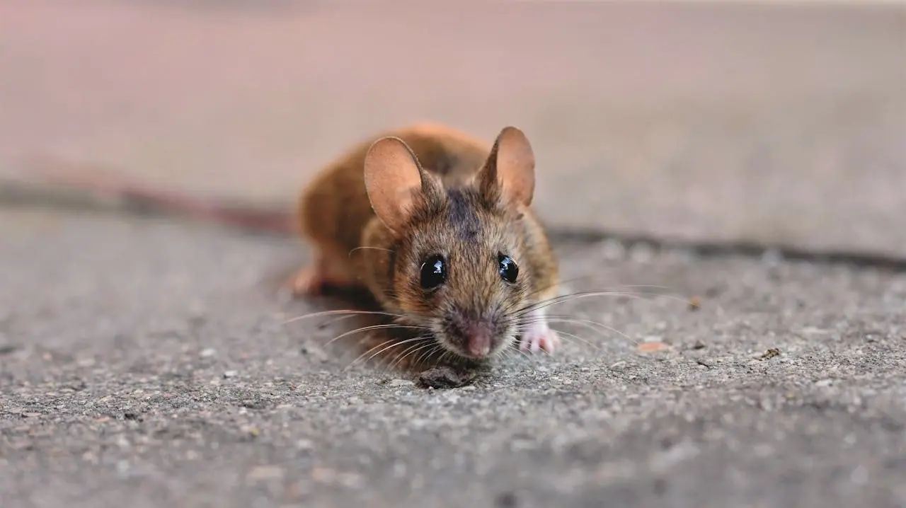 Mouse on pavement