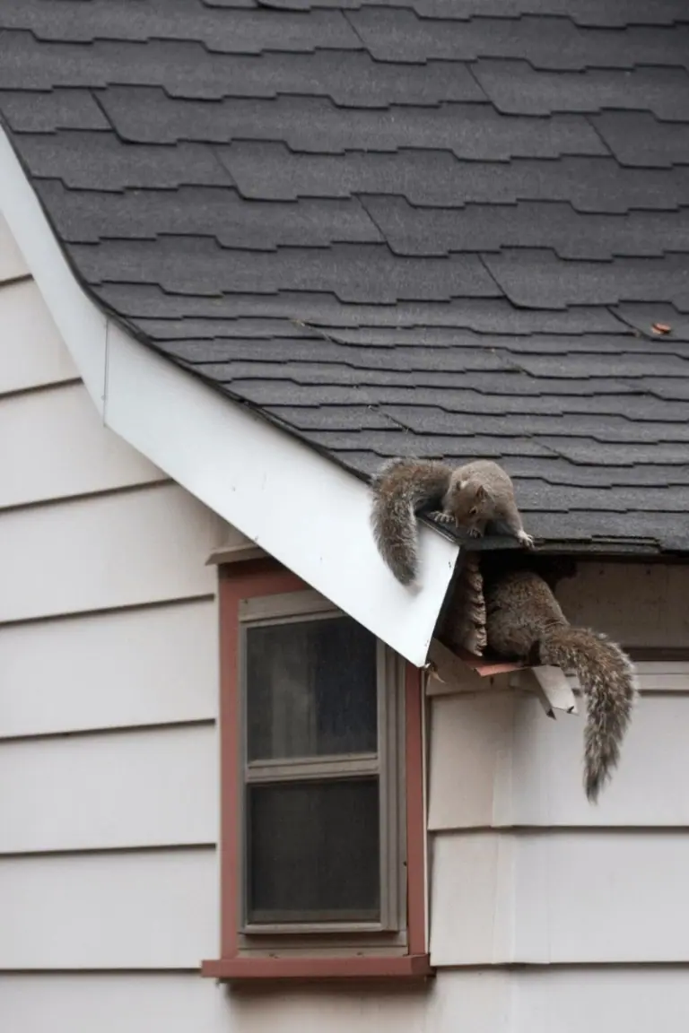 Picture of a squirrel slipping into a gap at a roof edge, the way squirrels reach attics