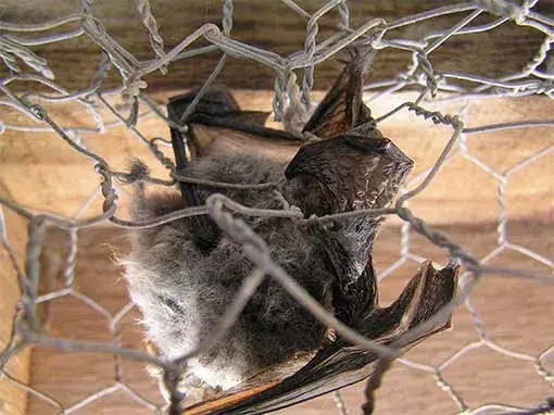 Bat caught in netting