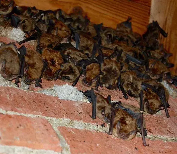 Bat colony