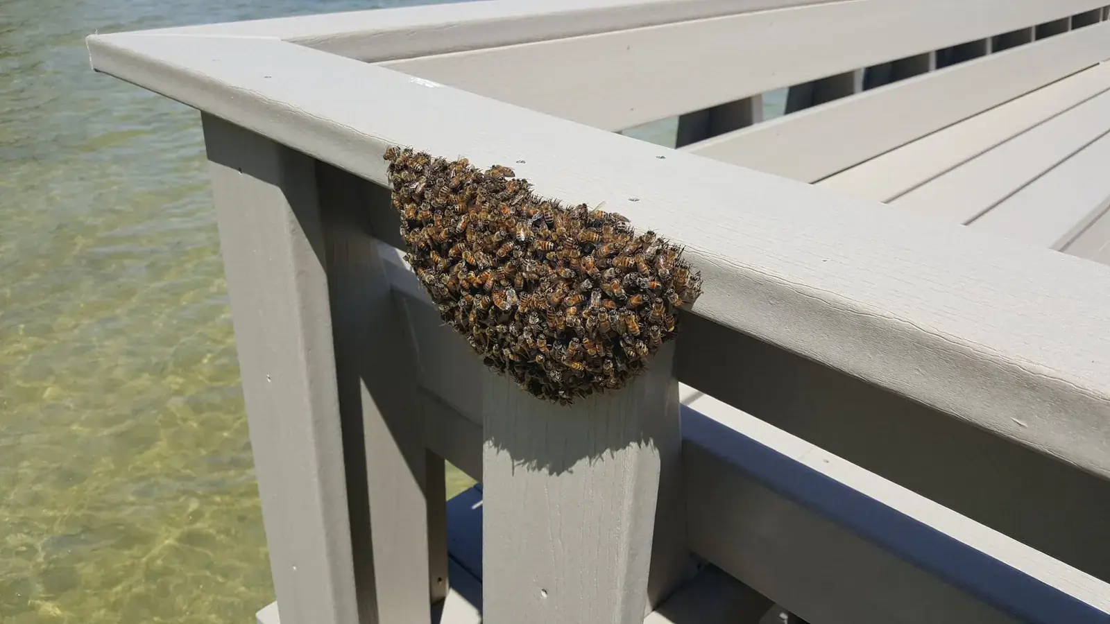 Bee swarm on a porch railing