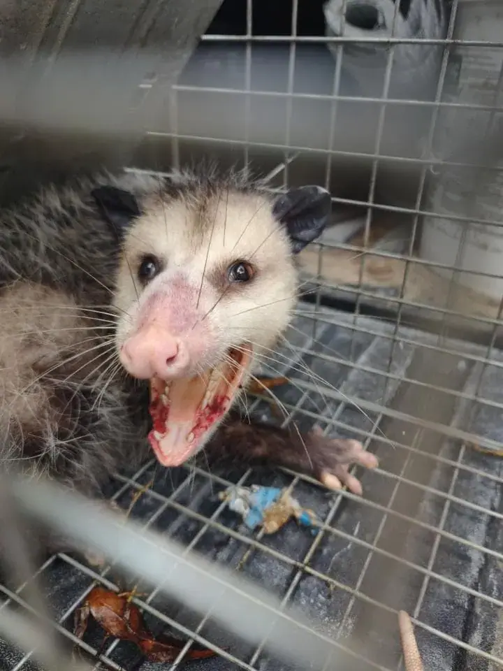 Opossum caught in a cage trap