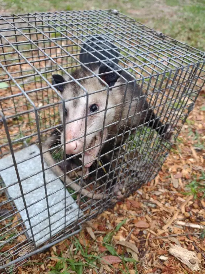 Opossum caught in a cage trap