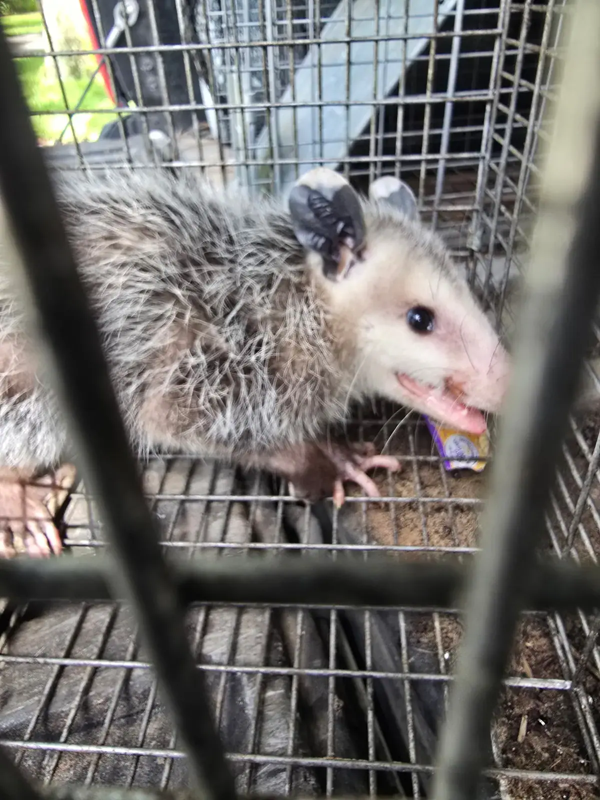 Opossum caught in a cage trap