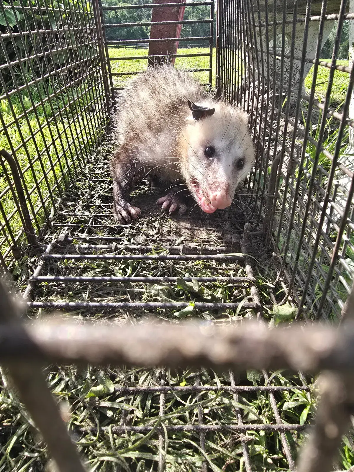 Opossum caught in a cage trap