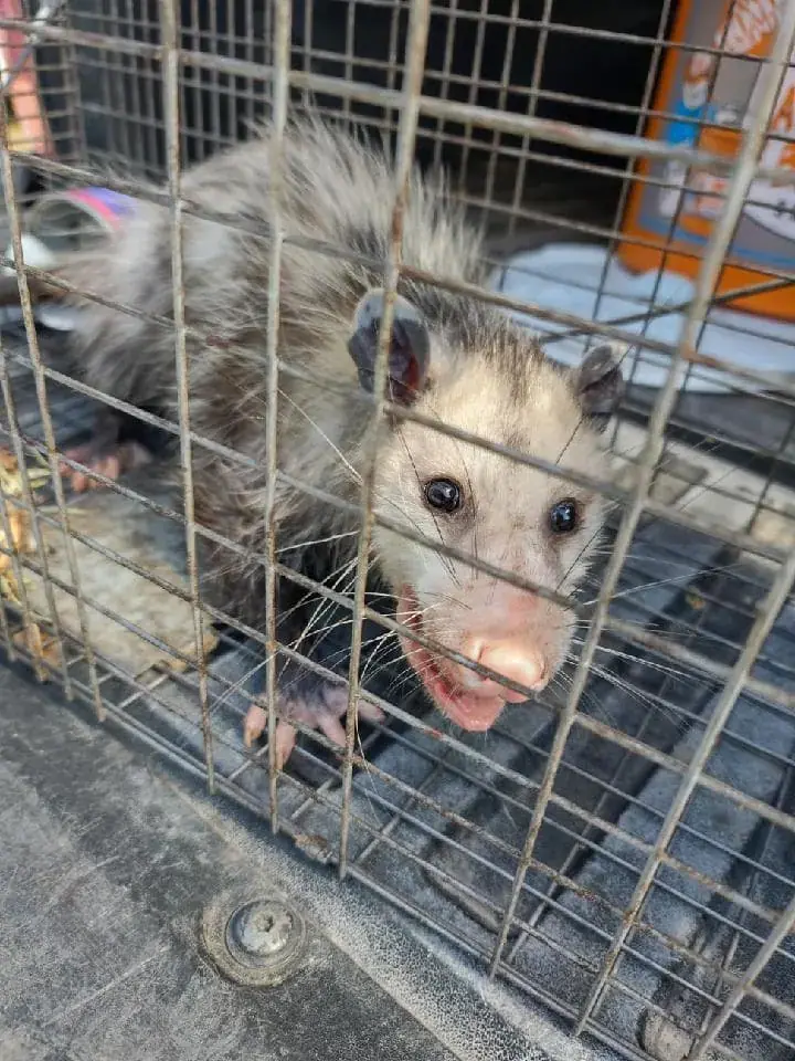 Opossum caught in a cage trap
