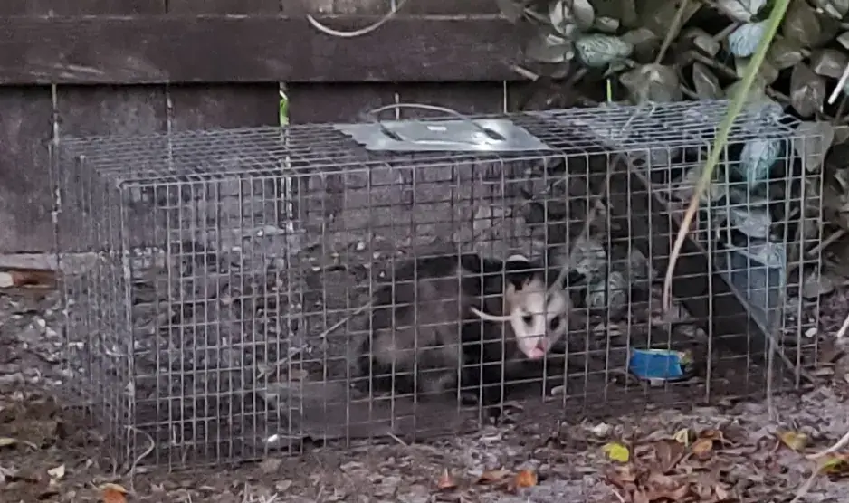 Opossum caught in a cage trap