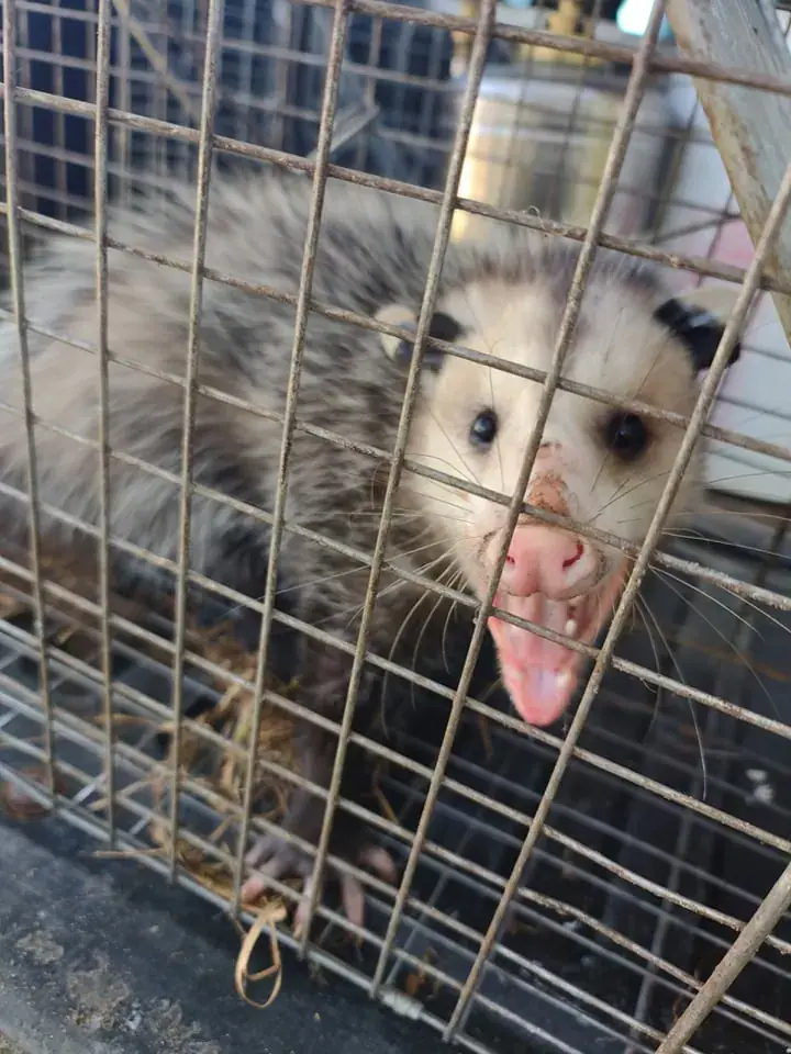 Opossum caught in a cage trap