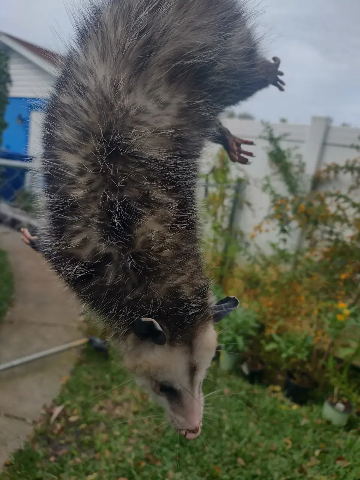 Opossum held by the tail