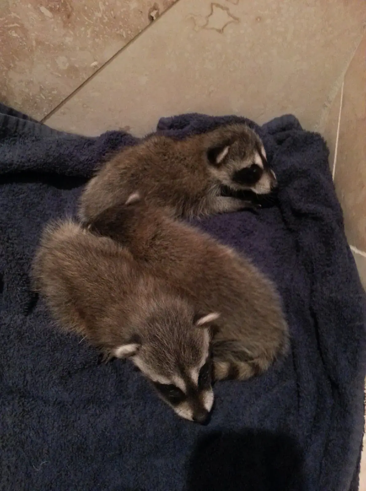 Baby raccoons
