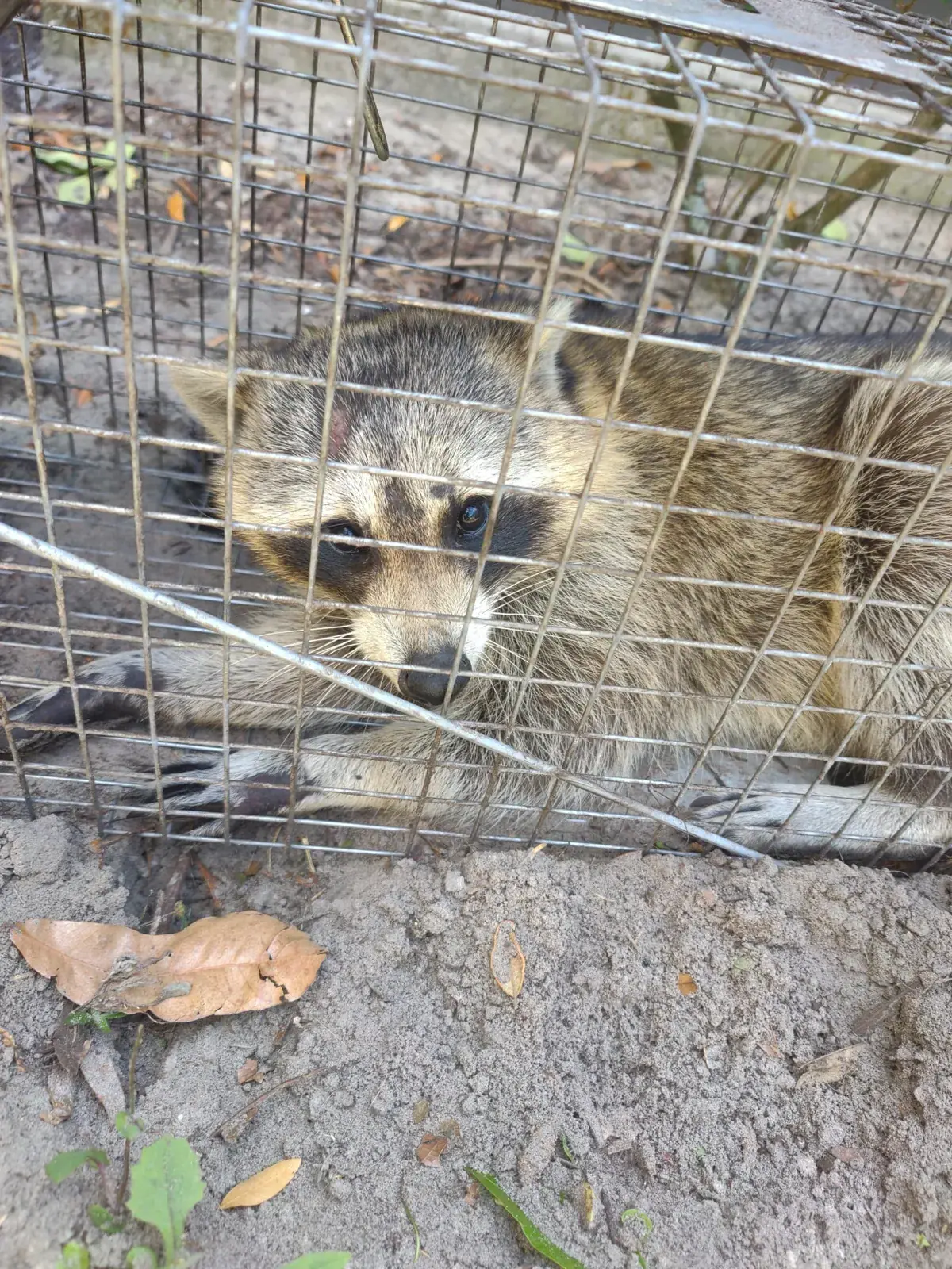 Raccoon caught in a cage trap