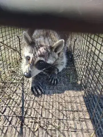 Raccoon caught in a cage trap