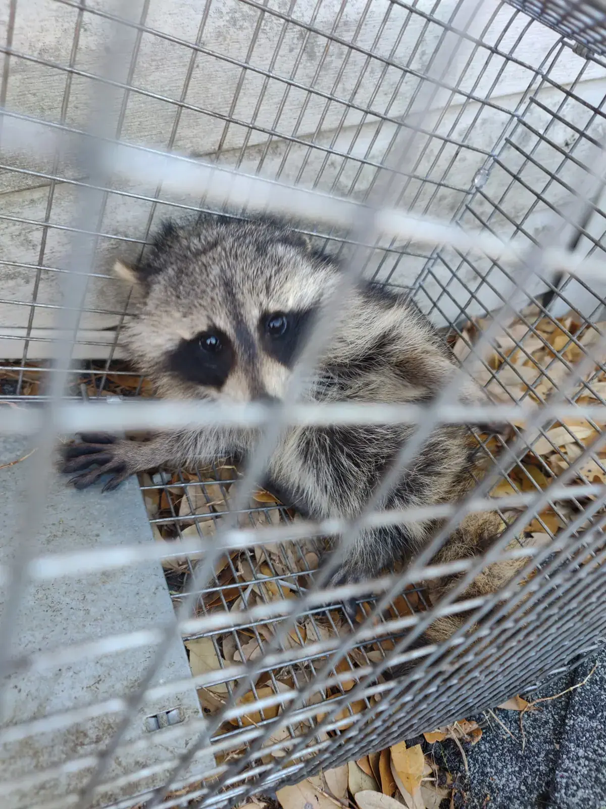Raccoon caught in a cage trap