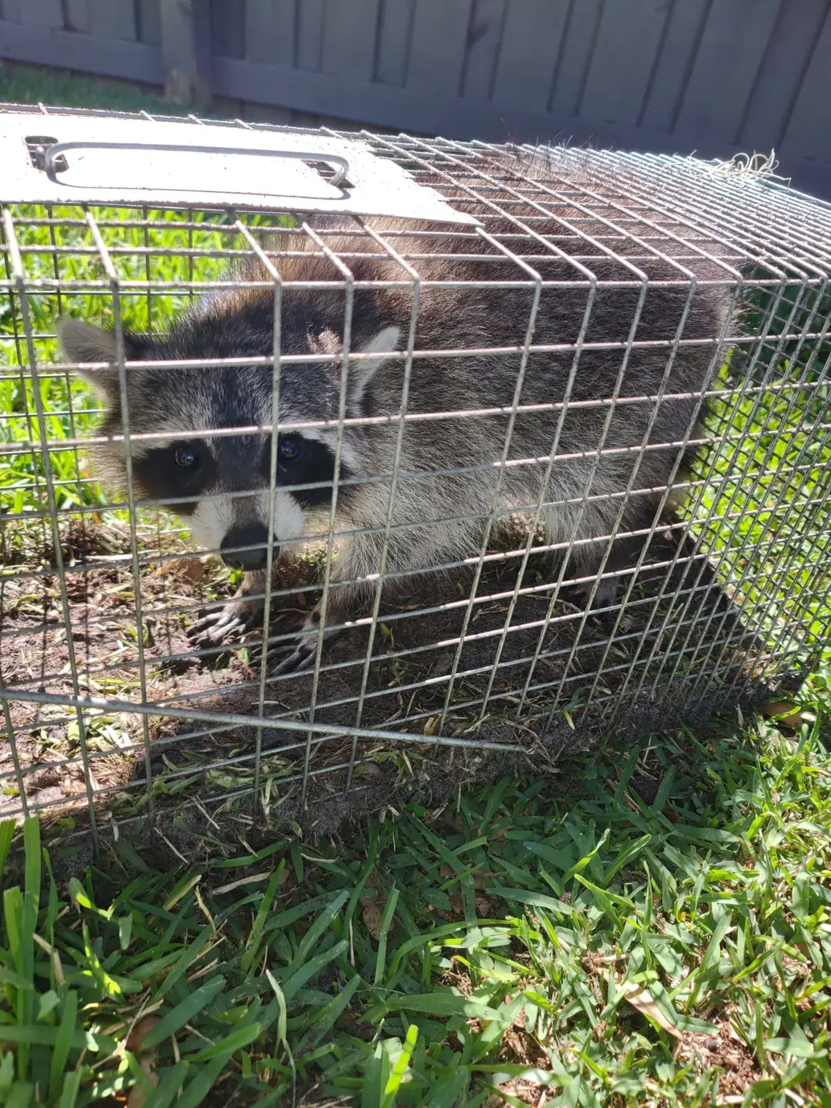 Raccoon caught in a cage trap