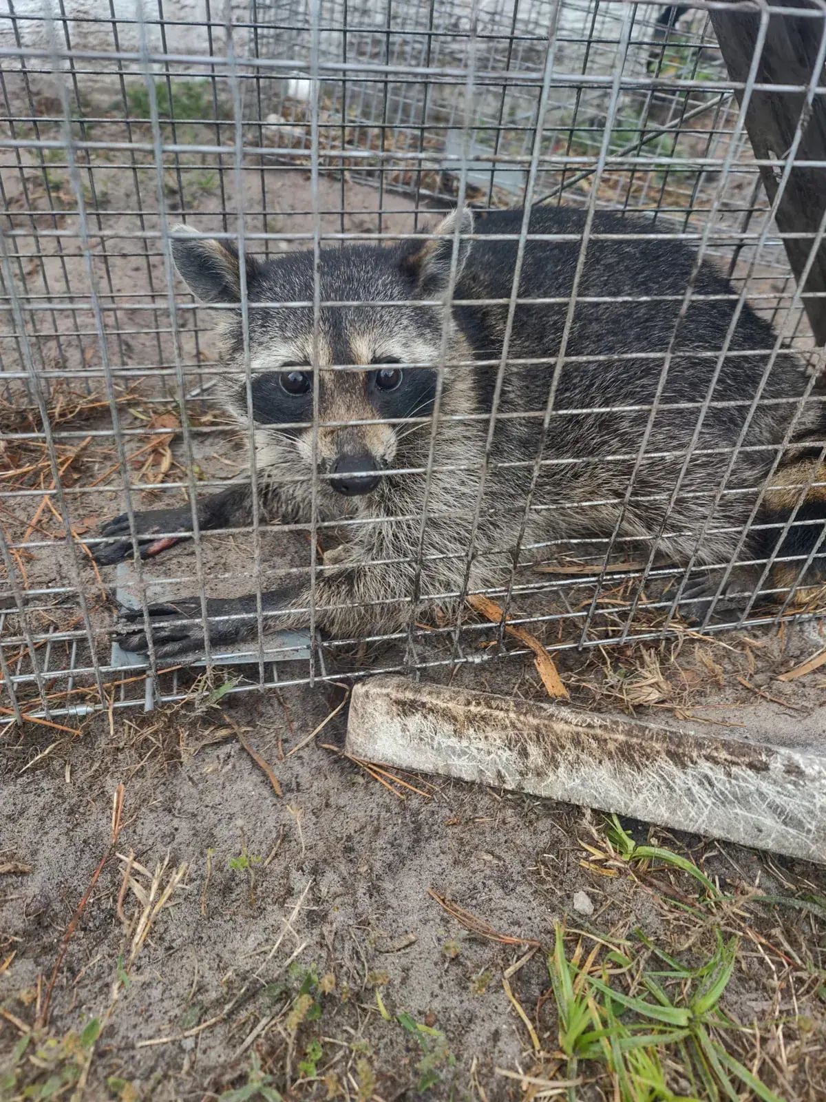 Raccoon caught in a cage trap