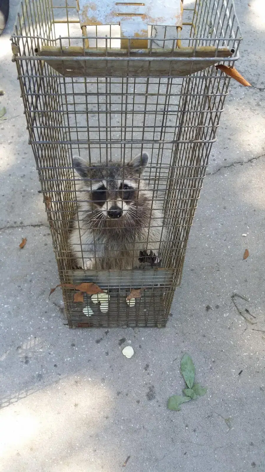 Raccoon caught in a cage trap