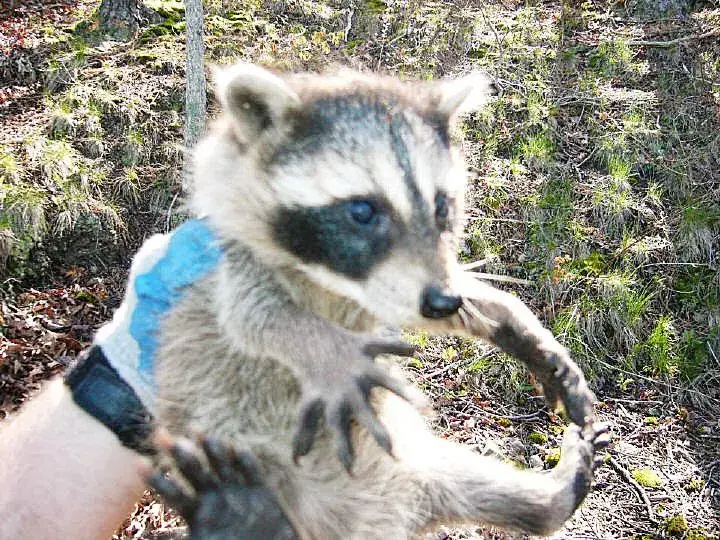 Raccoon held by a technician
