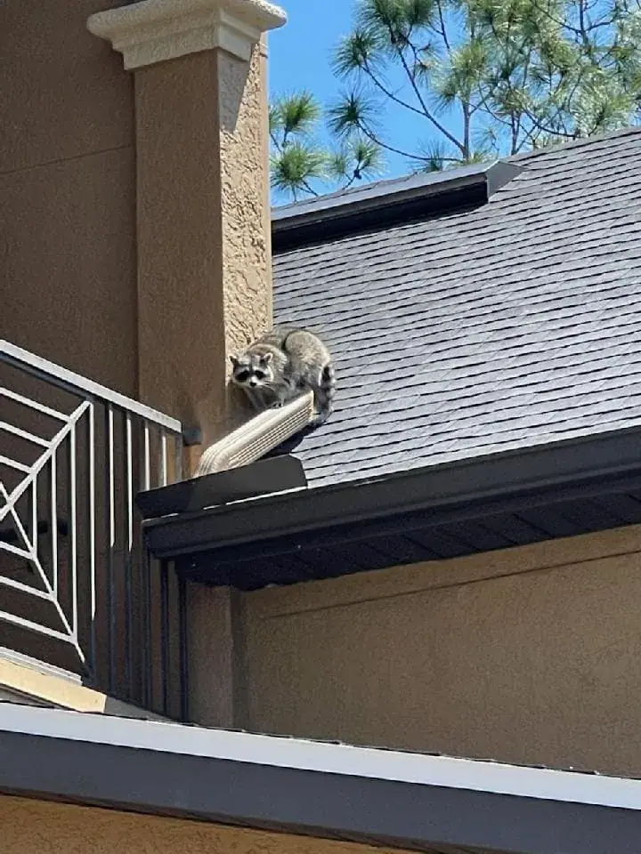 Raccoon on a roof