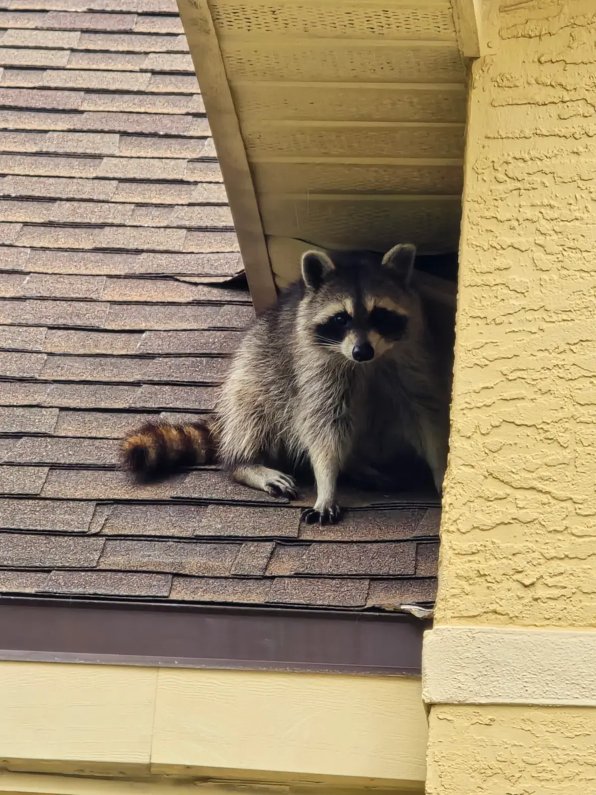 Raccoon on a roof