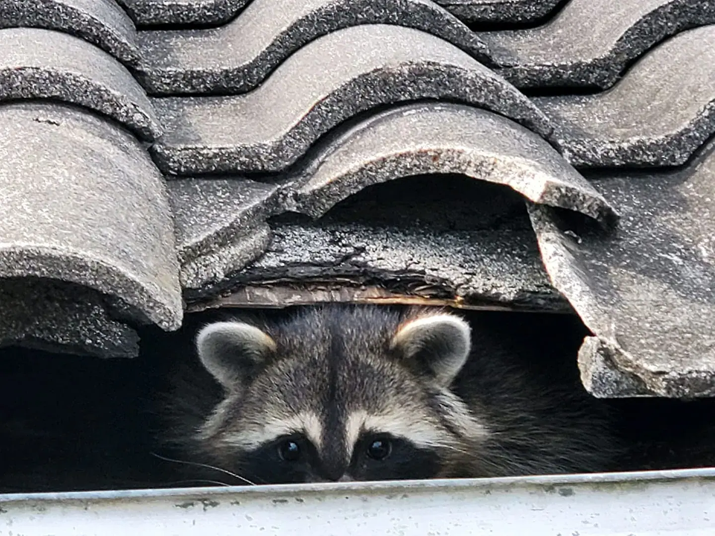 Raccoon under roof tiles