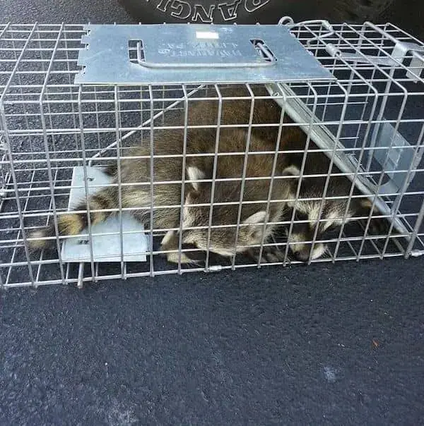 Raccoons caught in a cage trap