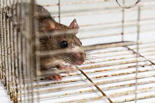 Rat caught in a trap