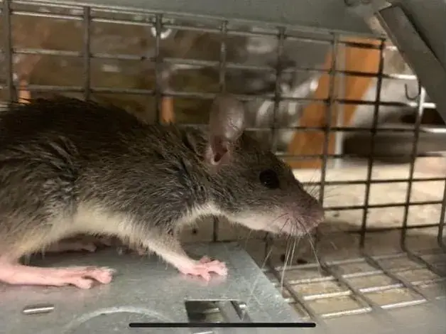 Rat caught in a trap
