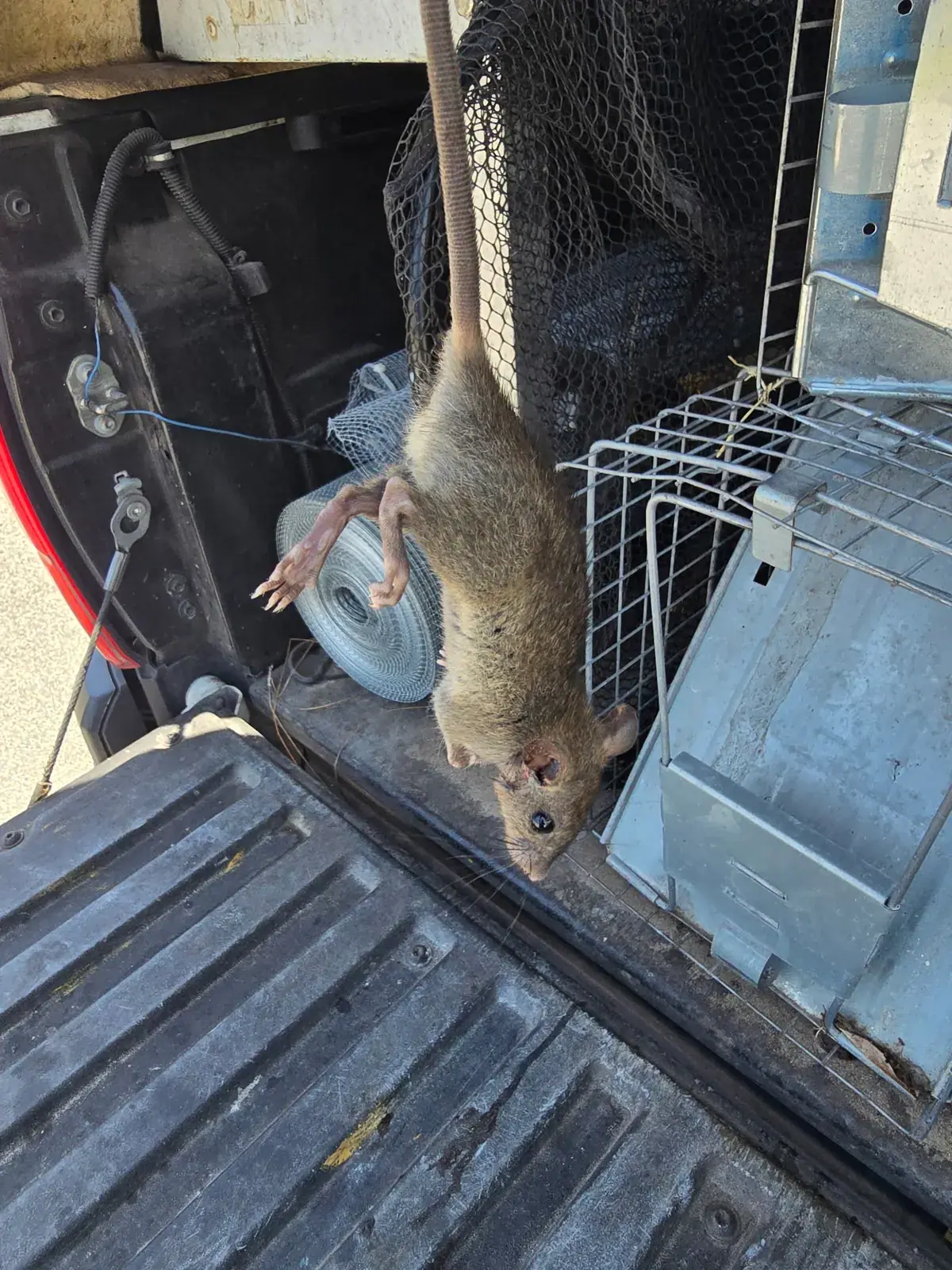Rat held by the tail at the truck