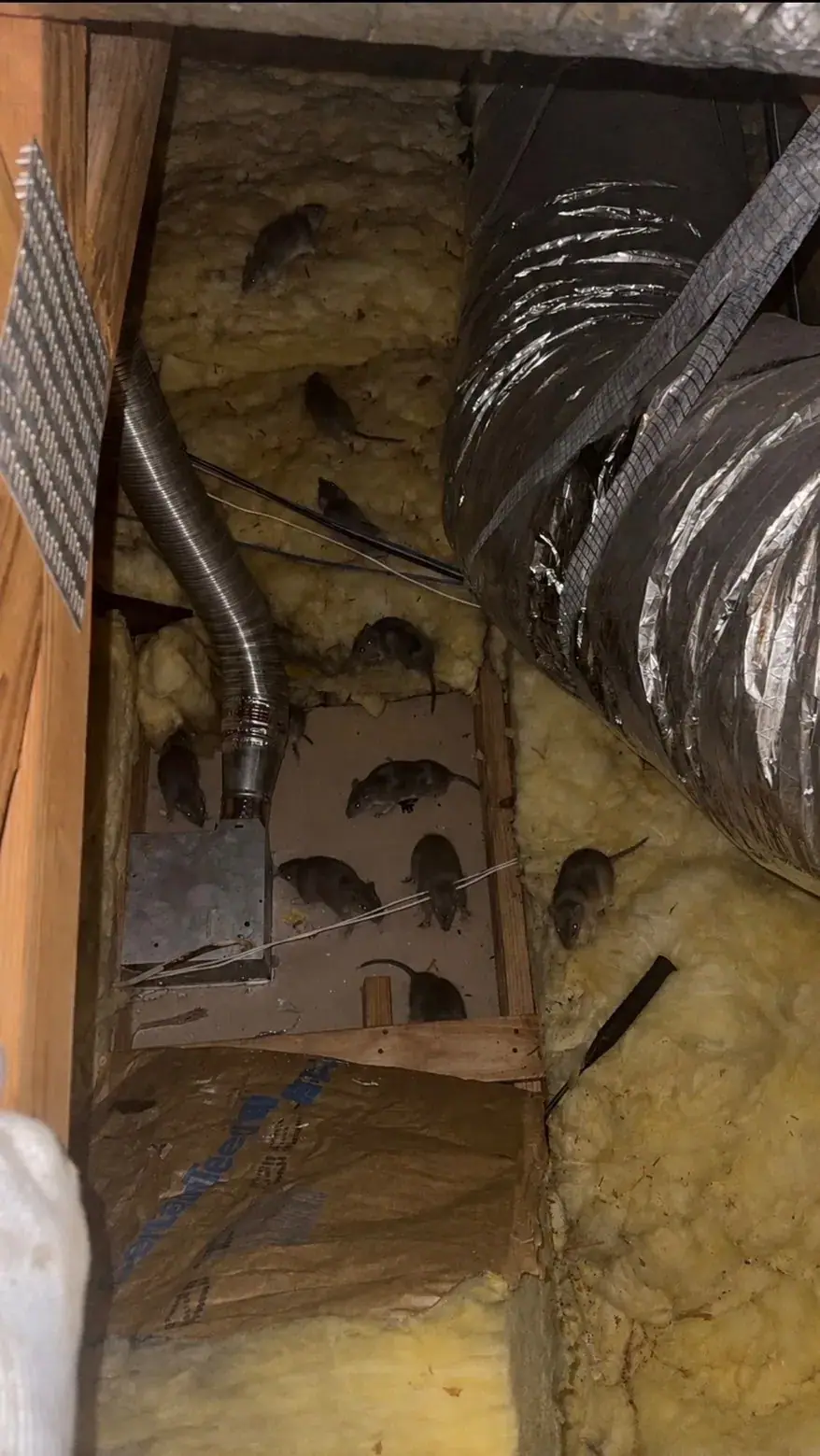 Rat signs inside a wall
