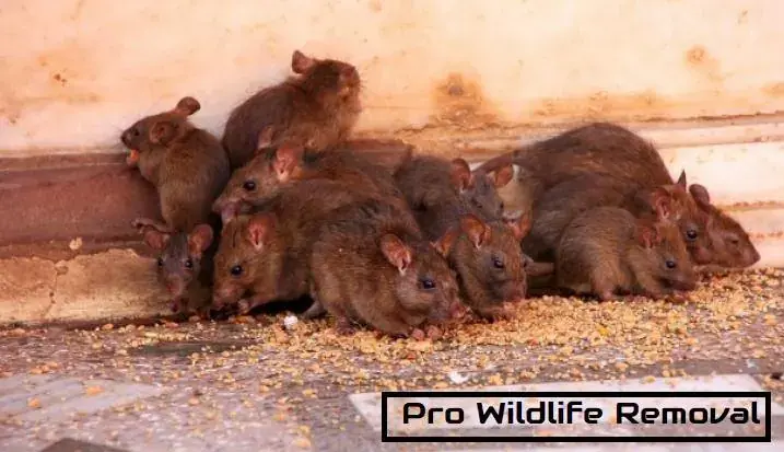 Rats huddled together (Pro Wildlife watermark)