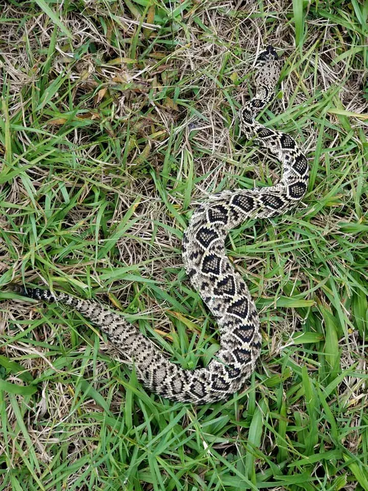 Rattlesnake in the grass