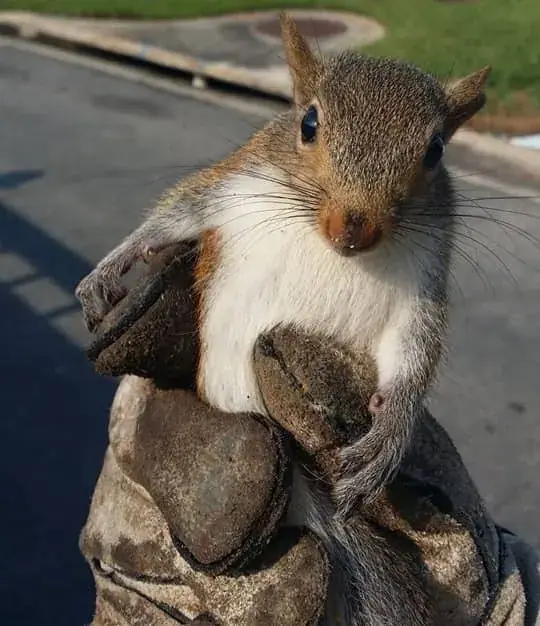 Squirrel held by a technician