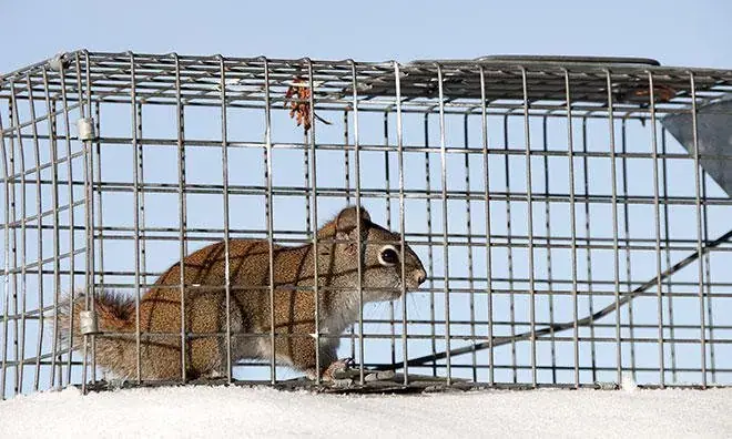 Squirrel in a cage trap