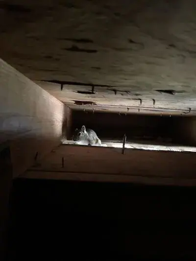 Squirrel in the attic