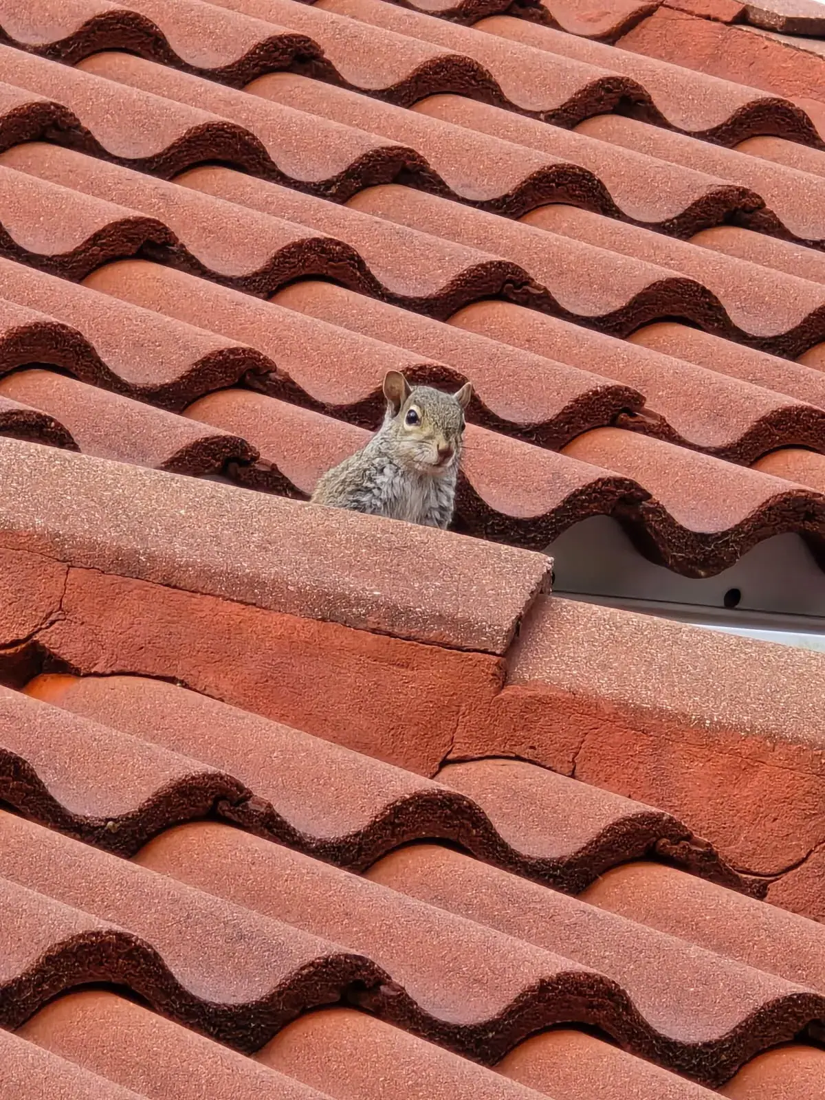 Squirrel on a tile roof
