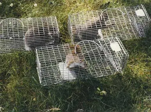 Squirrels in cage traps