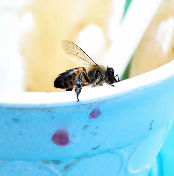 Honey bee on the rim of a cup