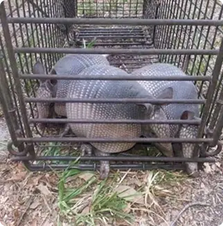 Two armadillos caught in a cage trap