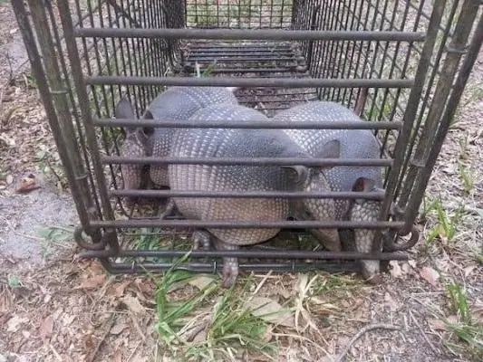 Two armadillos caught in a cage trap