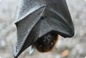 Bat hanging upside down with its wings folded