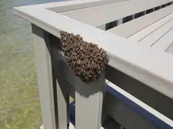 Honey bee swarm clustered on a deck railing