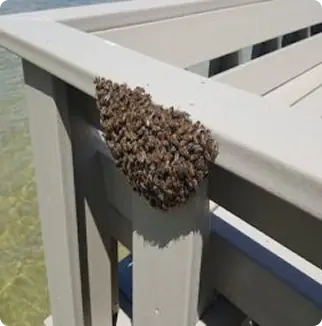 Honey bee swarm clustered on a deck railing
