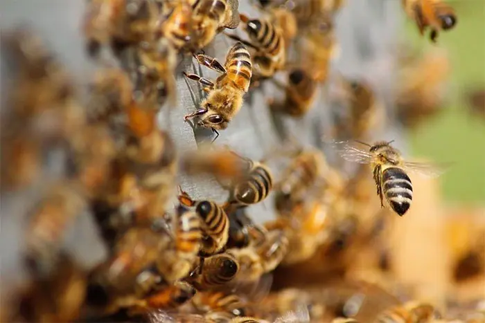Honey bees swarming around a hive