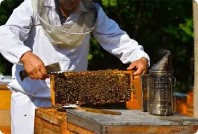 Beekeeper holding up a honeycomb frame